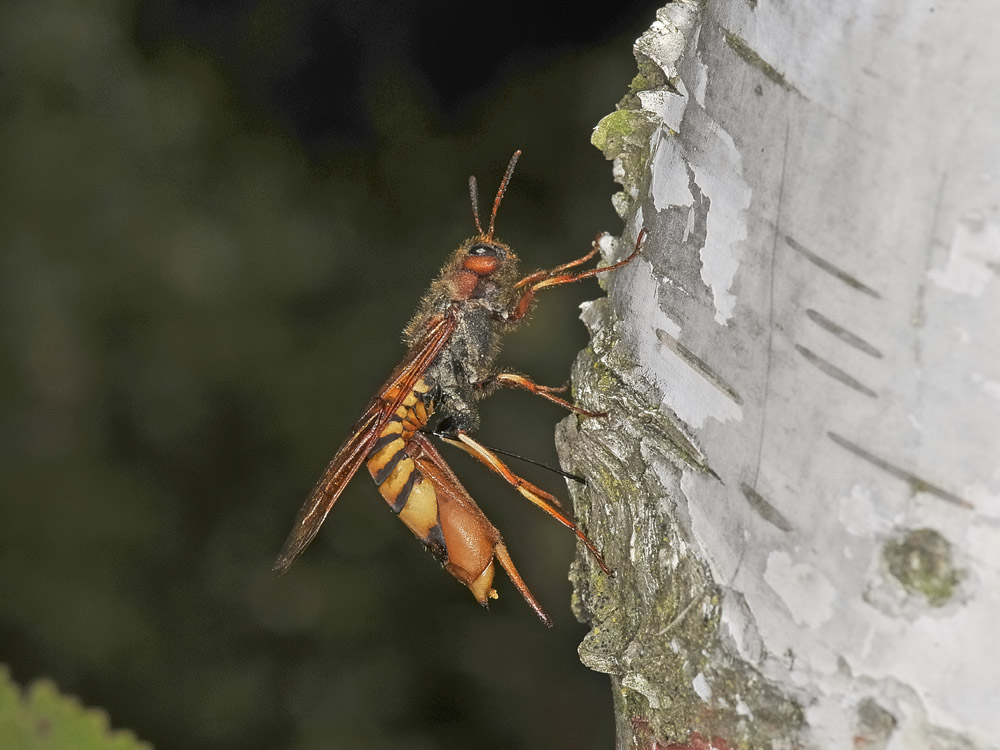 Tremex fuscicornis (Siricidae) in deposizione